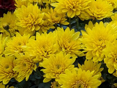 Güzel kasımpatı çiçekleri yakın çekim 