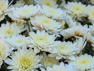 Güzel kasımpatı çiçekleri yakın çekim 