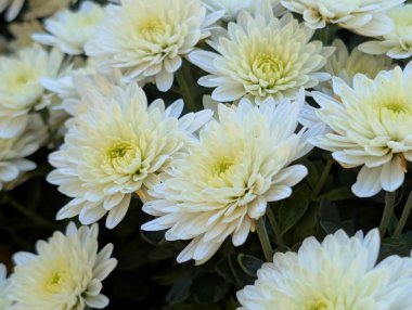 Güzel kasımpatı çiçekleri yakın çekim 