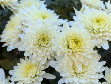 Güzel kasımpatı çiçekleri yakın çekim 