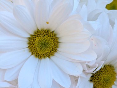 Güzel papatya çiçeğini kapat.