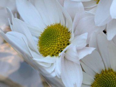 Güzel papatya çiçeğini kapat.