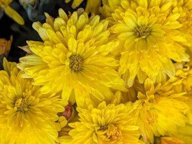 Güzel kasımpatı çiçekleri bahçeye yakın. 