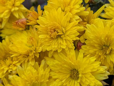 Güzel kasımpatı çiçekleri bahçeye yakın. 