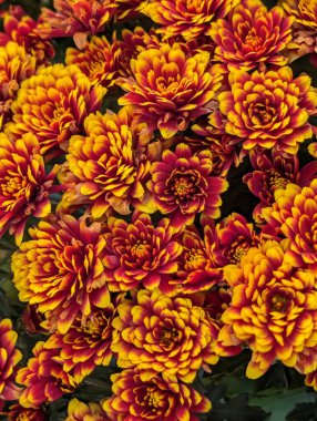 Bahçedeki muhteşem kasımpatıları kapatın. 