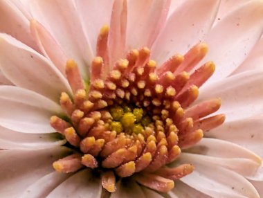 Bahçedeki muhteşem kasımpatıları kapatın. 