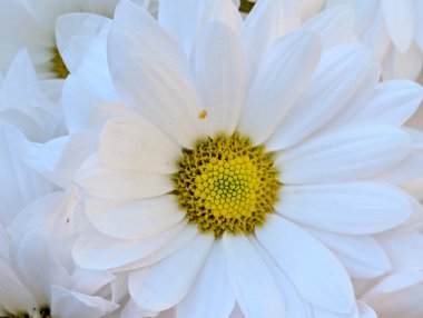 Güzel papatya çiçeğini kapat.