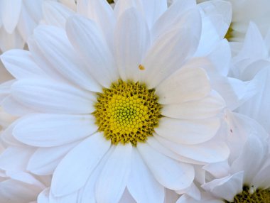 Güzel papatya çiçeğini kapat.