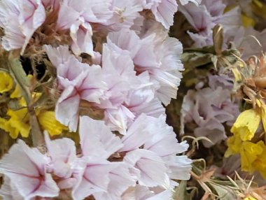 Limonyum sinuatum renkli çiçekler yaklaşır 