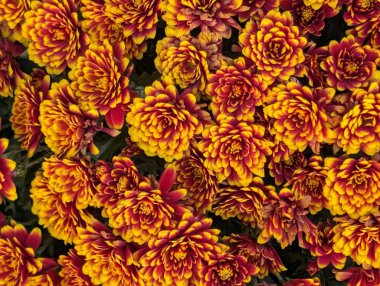 Kasımpatılar. Güzel çiçekler. Siyah arka planda kapanıyor. 