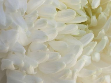 Güzel kasımpatı çiçeğinin, doğal duvar kağıdının yakın görüntüsü              