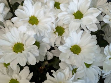 Güzel papatya çiçeğini kapat.