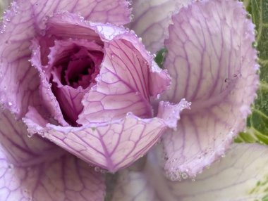 Bahçede pembe ve yeşil lahana 