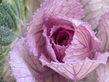 Bahçede pembe ve yeşil lahana 