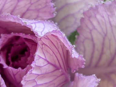 Bahçede pembe ve yeşil lahana 