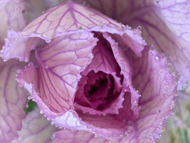 Bahçede pembe ve yeşil lahana 