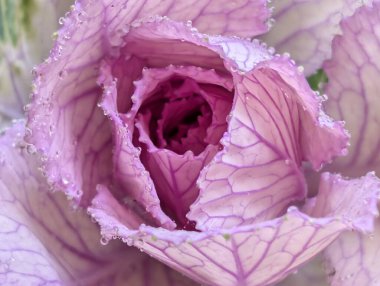 Bahçede pembe ve yeşil lahana 