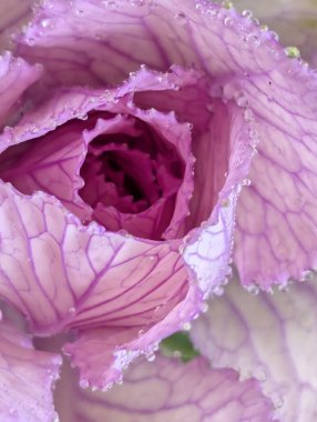 Bahçede pembe ve yeşil lahana 