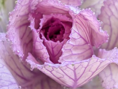 Bahçede pembe ve yeşil lahana 