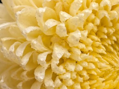 Güzel Krizantem Çiçekler yakın çekim 