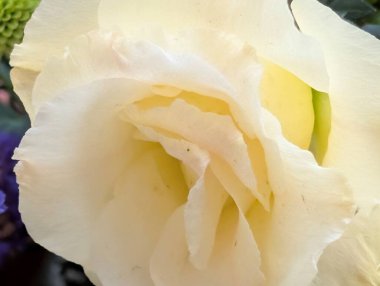 Yumuşak dokuları olan beyaz gül yaprağına yakın çekim