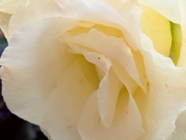 Nazik beyaz gül yapraklarının yakınına.