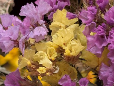 Limonyum sinuatum renkli çiçekler yaklaşır 