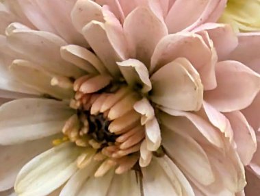 Güzel Krizantem Çiçekler yakın çekim 