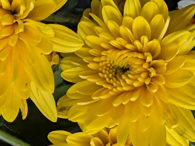 Güzel Krizantem Çiçekler yakın çekim 