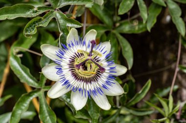 Yeşil yapraklar ve sarmaşıklar arasında açan beyaz tutku çiçeği
