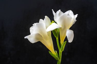 Koyu arkaplanda güzel çiçekler, yaz konsepti, yakın görüş        