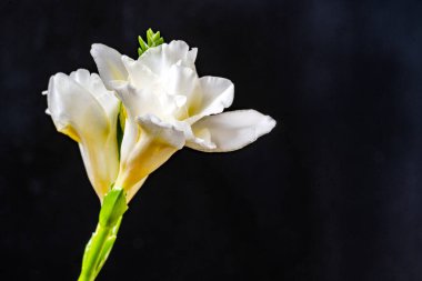 Koyu arkaplanda güzel çiçekler, yaz konsepti, yakın görüş             