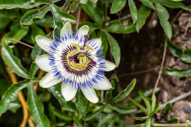 Bahçedeki yeşil yaprakların arasında açan beyaz çiçek