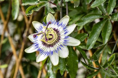Bahçedeki yeşil yaprakların arasında açan beyaz çiçek