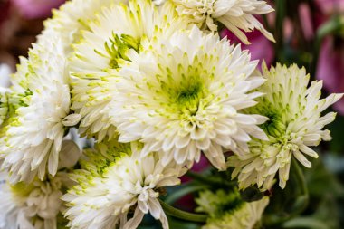 Renkli kasımpatı çiçeklerini kapat 