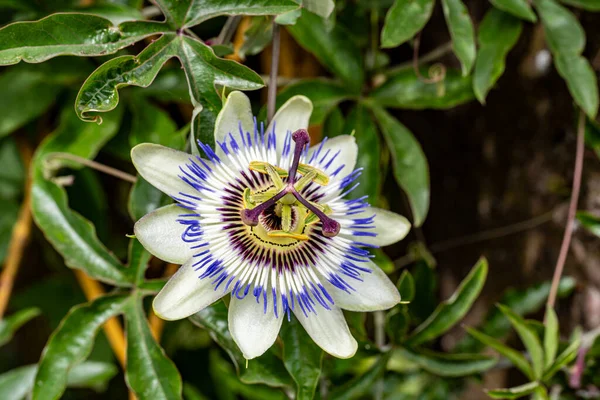 Yeşil yapraklar ve sarmaşıklar arasında açan beyaz tutku çiçeği