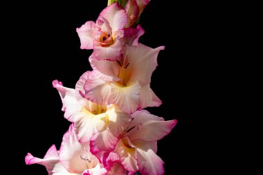 Koyu arkaplanda güzel çiçekler, yaz konsepti, yakın görüş        