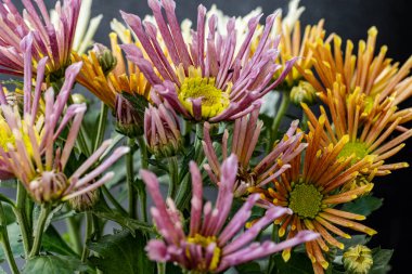 Renkli kasımpatı çiçeklerini kapat 