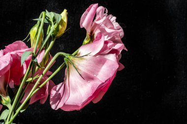 Koyu arkaplanda güzel Eustoma çiçekleri 