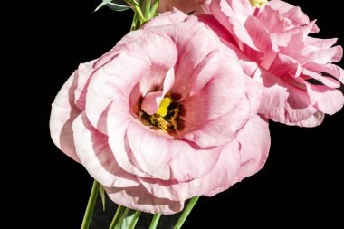 Koyu arkaplanda güzel Eustoma çiçekleri 