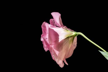 Koyu arkaplanda güzel Eustoma çiçekleri 