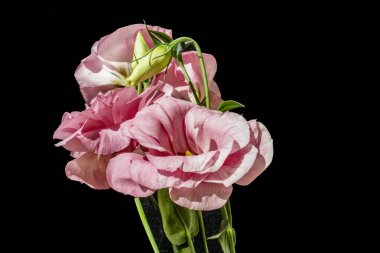 Koyu arkaplanda güzel Eustoma çiçekleri 