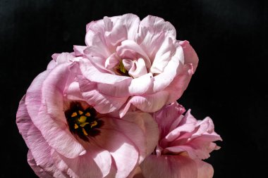 Koyu arkaplanda güzel Eustoma çiçekleri 