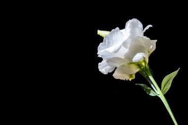 Koyu arkaplanda güzel Eustoma çiçekleri 