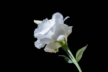 Koyu arkaplanda güzel Eustoma çiçekleri 