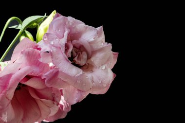 Koyu arkaplanda güzel Eustoma çiçekleri 