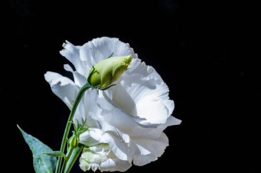 Koyu arkaplanda güzel Eustoma çiçekleri 