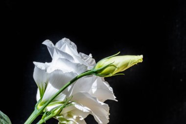 Koyu arkaplanda güzel Eustoma çiçekleri 