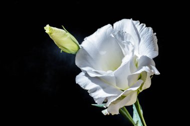 Koyu arkaplanda güzel Eustoma çiçekleri 