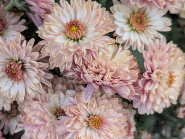 Güzel kasımpatı çiçekleri yakın çekim